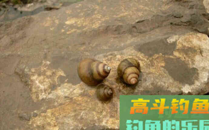 传统钓用饵技巧，新手也容易上手