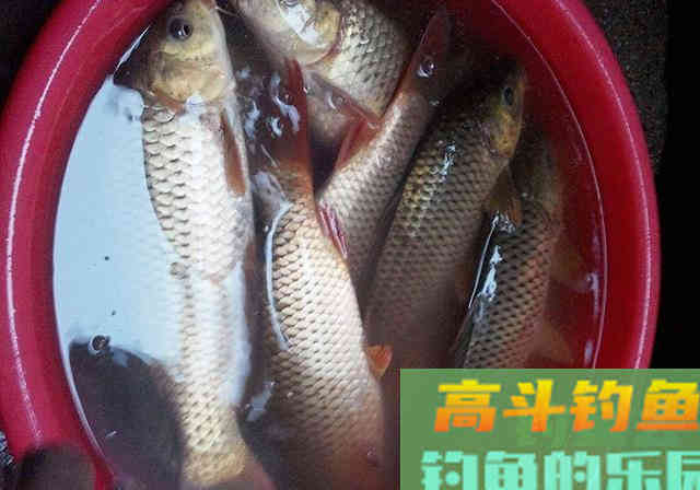 小伙自制钓鱼窝料，花了200块买了40斤原料