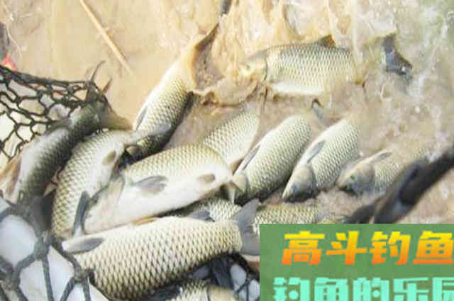 分享专攻大草鱼的窝料配方，诱鱼效果强留鱼还持久