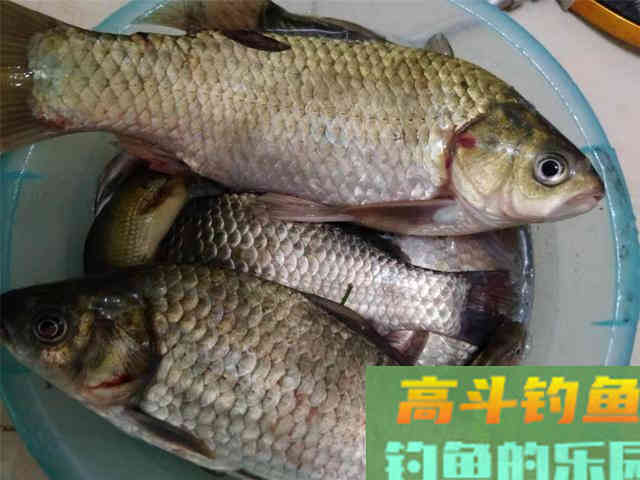 秋天的开饵思路，以及用饵技巧