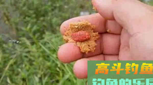 饵料味型很重要，但千万也别忽略饵料的状态