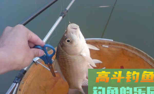 仲秋野钓大鲫鱼的神奇饵料，小鱼不沾，只钓大鲫