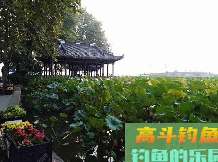 玉米窝料类别与水情鱼情分析，玉米窝料特性与打窝方法