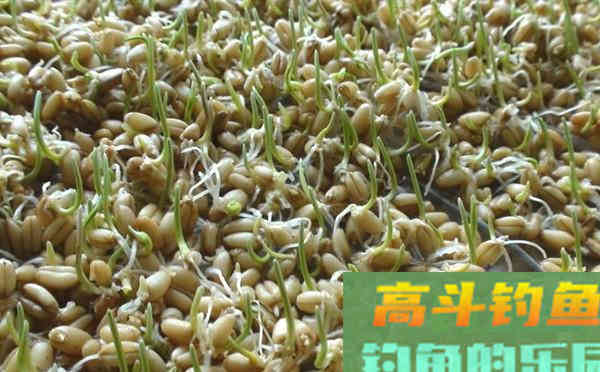 自制麦粒饵，夏季使用通杀大小鱼