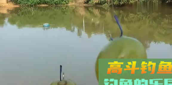 葡萄能不能钓鱼？高手分析技巧告诉你