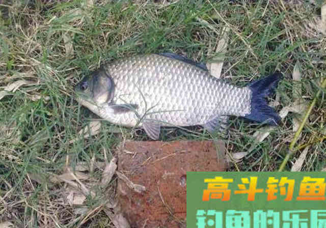 不慎把老干妈撒入窝料中，诱鱼力大增，渔获25斤
