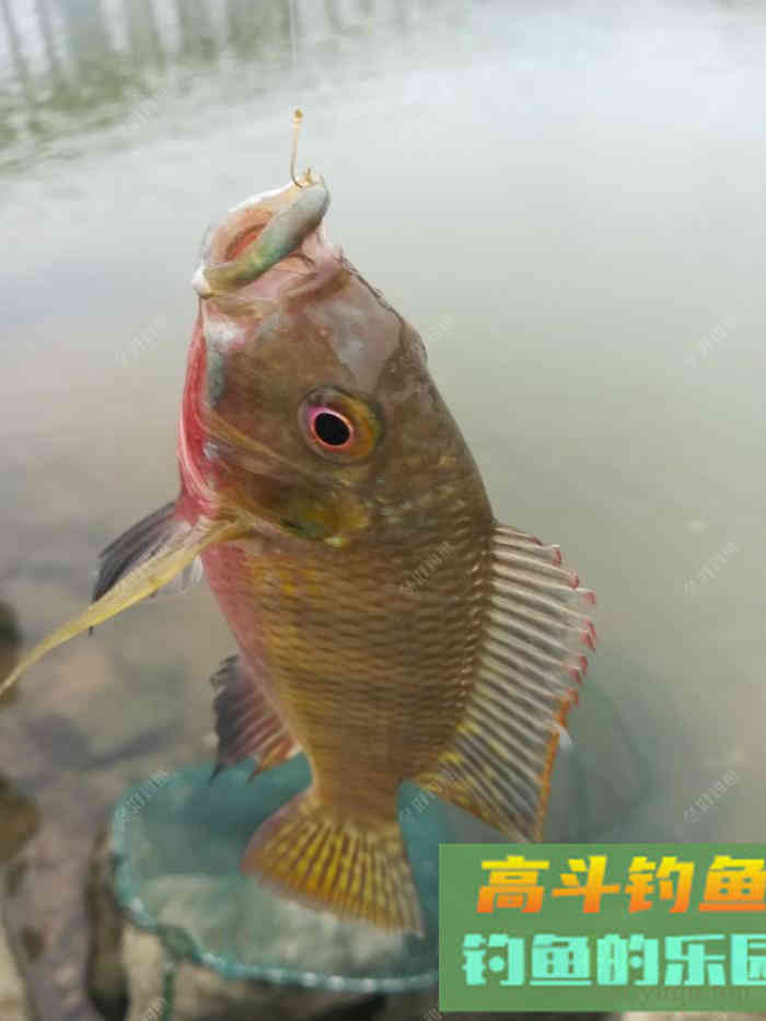 春季用蚯蚓钓鲫鱼、鲤鱼、罗非鱼、黄颡鱼的技巧总结