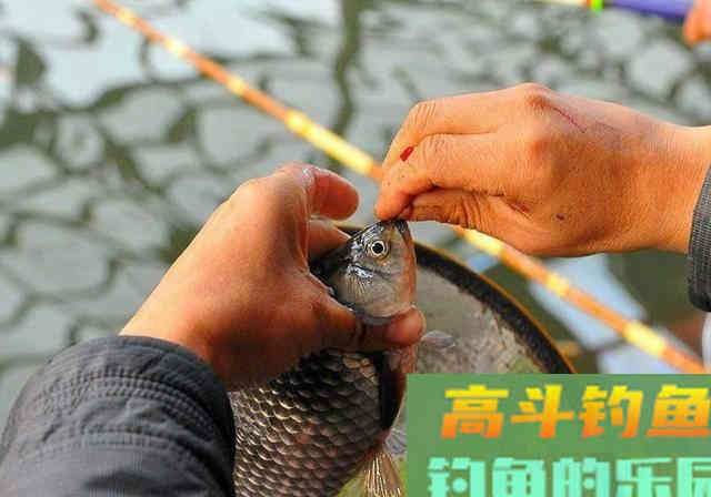 诱鱼不理想，不妨试试这款秘制窝料