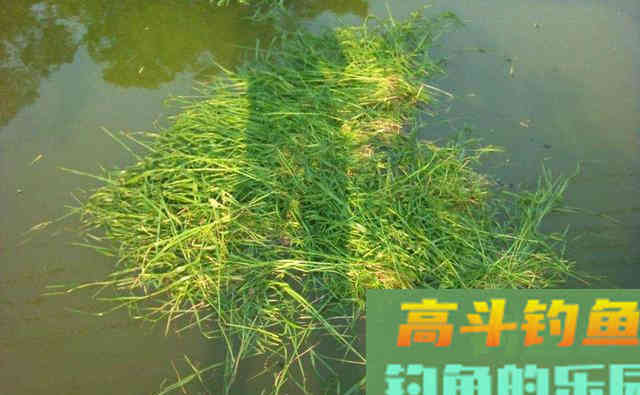 钓草鱼钓浮还是钓底？不纠结，窝料做好才是关键