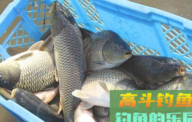自制钓鱼果酸小药，简单易学成本低