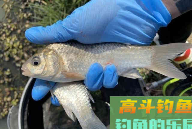 自制颗粒饵料，野钓翘嘴鱼和鲫鱼，钓获3条武昌鱼