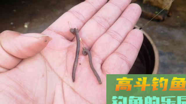 用蚯蚓总是抓不住鱼口，可以试试直接这样钓