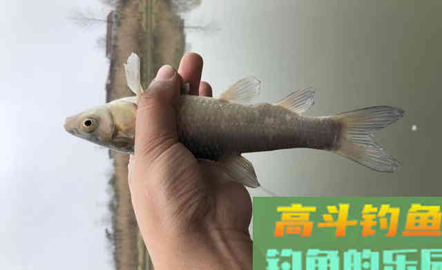 野外钓鱼，制作最简单的诱鱼窝料，钓获野生大板鲫鱼和鲤鱼