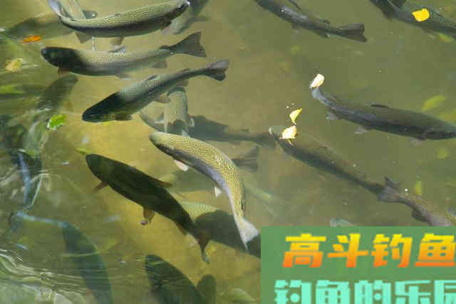 饵料味道过浓就是好饵料？不一定，适口性和味型重要