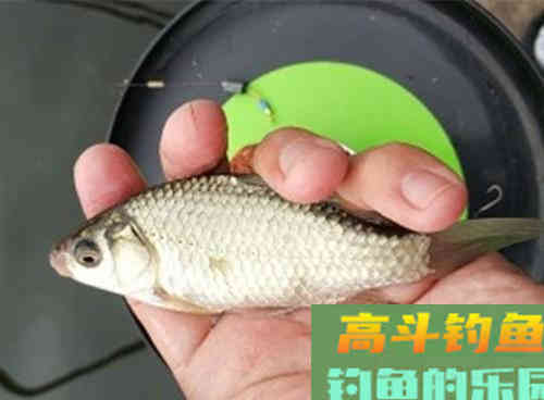 早春野钓到底是饵料配方，还是钓饵状态重要？
