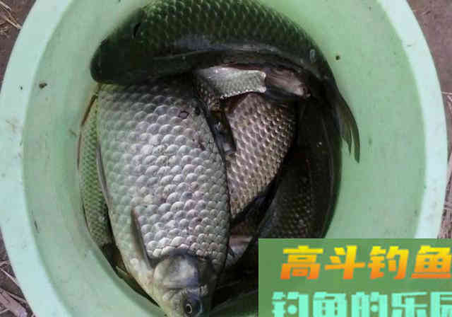 秘制饵料配方分享，鲫鱼鲤鱼通杀