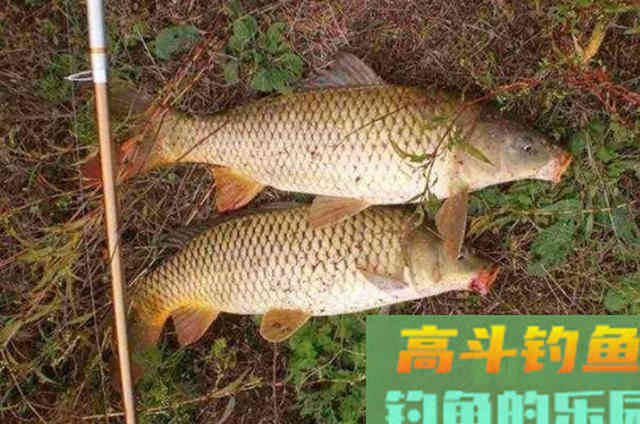 八月钓鲤鱼的凑效饵料，高手们都在用
