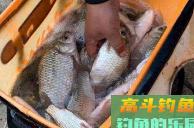 冬季野钓鲫鱼时，需要钓友牢牢记住的5字打窝秘诀