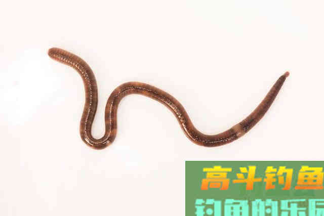 红虫、蚯蚓、大虾拉饵方法大集合