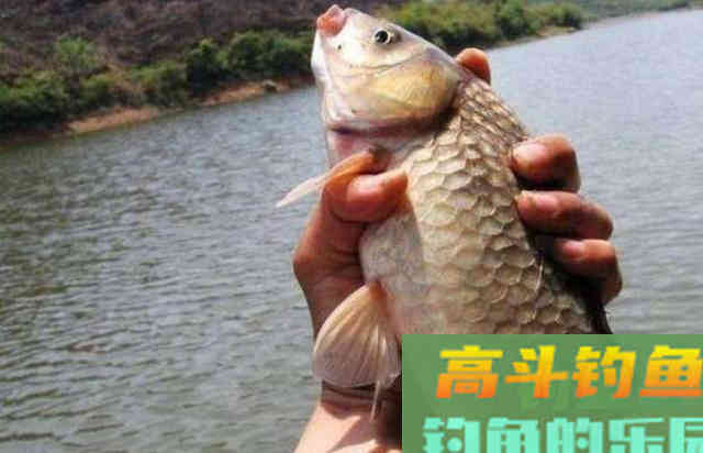 冬钓狂拉大板鲫时，对蚯蚓万能饵的一些加工方法