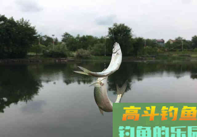 钓白条要把控好味型调对状态，才能钓得更顺