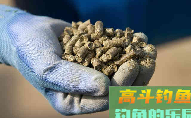 玉米粒麦粒简单加工，成窝料，诱鱼快留鱼多
