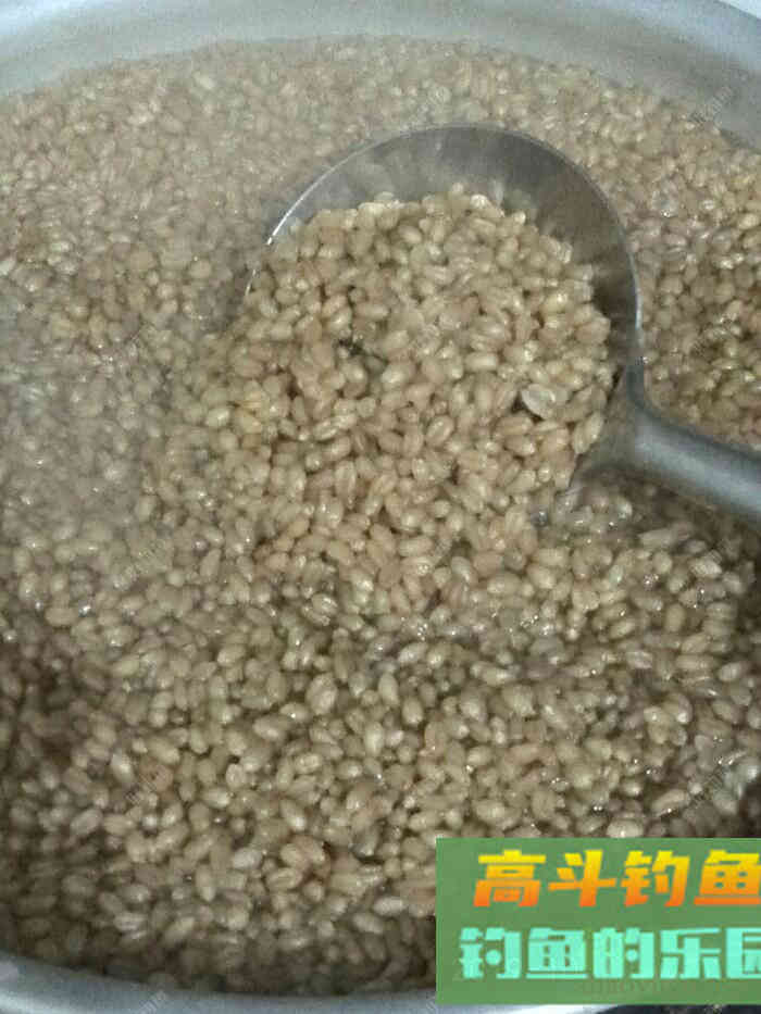 一款自制老缸杂粮窝料，实战使用多年，效果好