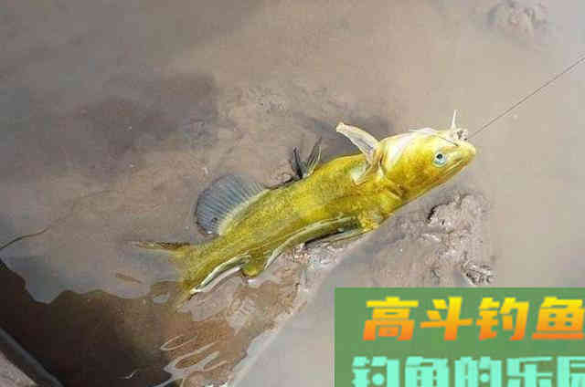 这饵红遍大江南北，对付黄骨鱼绰绰有余