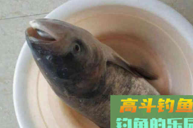 鲢鳙鱼比鲤鱼还狡猾,那是你没试过这特效饵