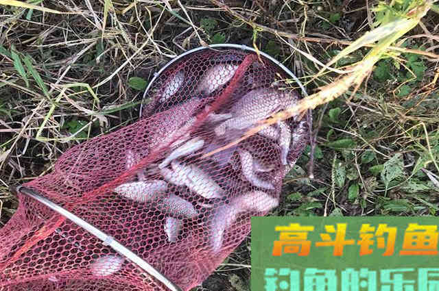 窝内有鱼不开口！是饵料不对路？