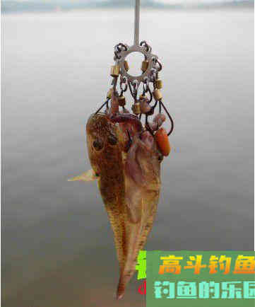 都说炸钩上大鱼，可是效果一般，到底是哪里出了问题
