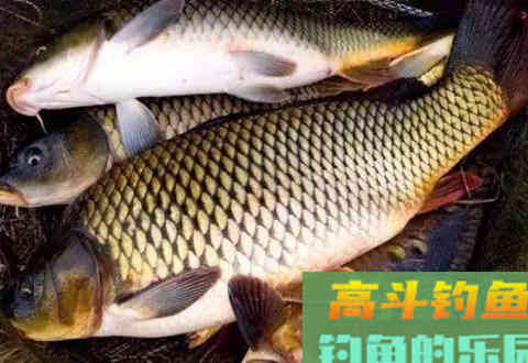 水库窝料用自制生态窝料诱鱼留鱼效果更好，附配方