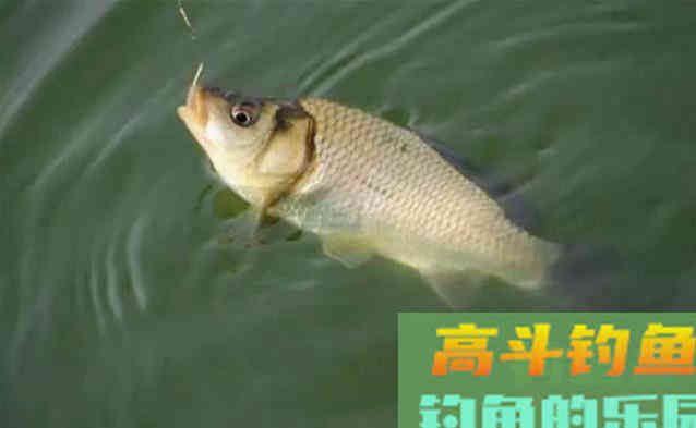 春分过后的野钓，蚯蚓和软料，哪一个效果会更好
