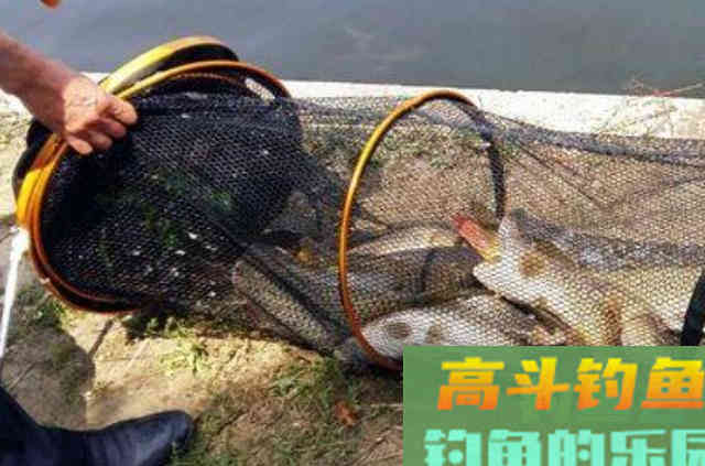 在生活当中，可以供钓鱼人使用的六种特效鲤鱼饵