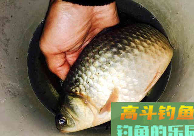 自制窝料放了1周，打开后被人嘲笑，窝料入水
