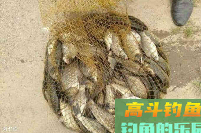 记住这四款野钓经典窝料