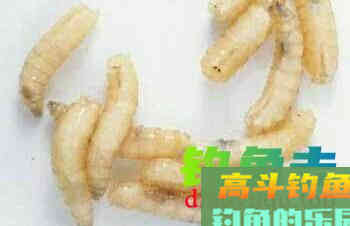 传统钓用饵技巧，新手也容易上手