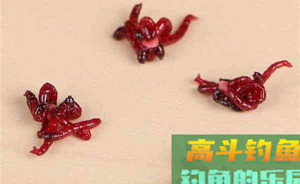 红虫饵料使用技巧全攻略：深秋初冬手竿钓鲫鱼
