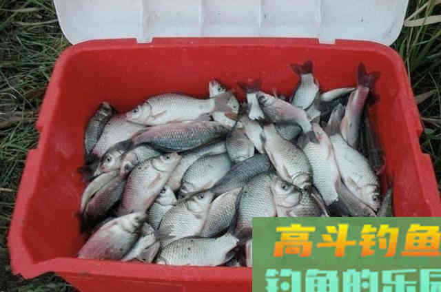 香饵和腥味怎么搭配，什么情况下减轻或加大比重