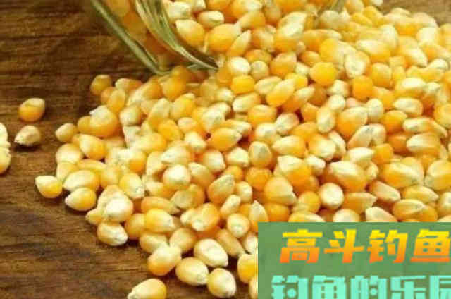 这饵能不香吗？不仅不花钱，上钩的鲤鱼还特大