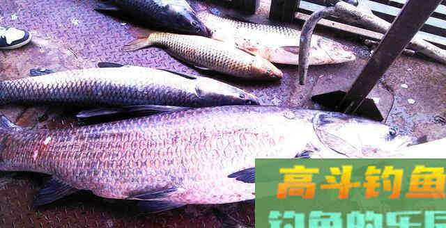 民间淘来的饵料配方，鲫鲤草编青鱼通杀能避杂鱼
