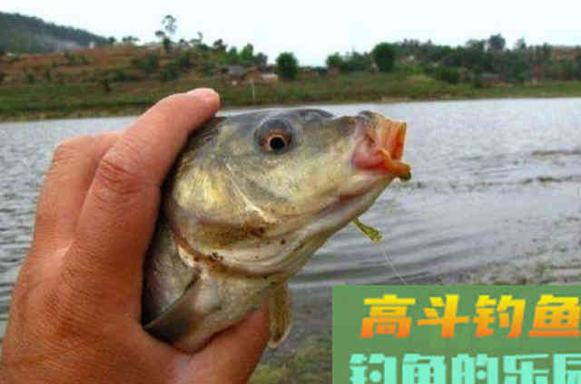 在秋钓过程中，应该牢牢记住的十字打窝法