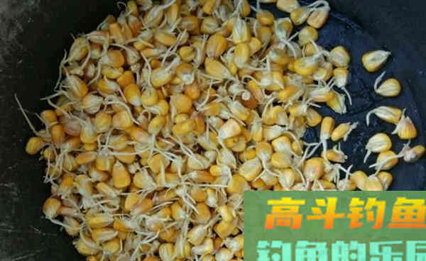 野钓大草鱼的自制饵料，里面加的东西就能专钓大草鱼
