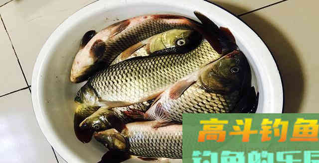 钓鱼用饵常见5大误区，不想空手而归，看完建议改