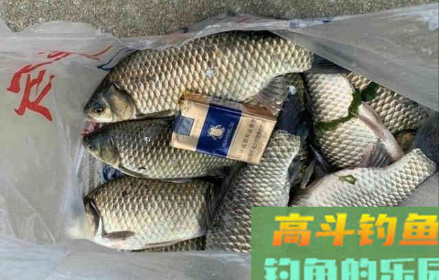 自制鲤鱼窝料，钓获一条8斤的鲤鱼，大板鲫鱼