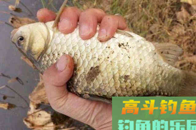 钓了20年鱼发现厨房里暗藏的4种尿性饵 钓了20年鱼发现厨房里暗藏的4种尿性饵