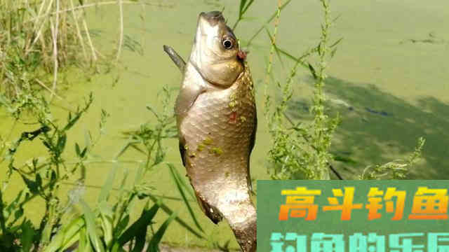 钓鱼遇到这种浮萍烂叶塘，直接使用蚯蚓这样钓