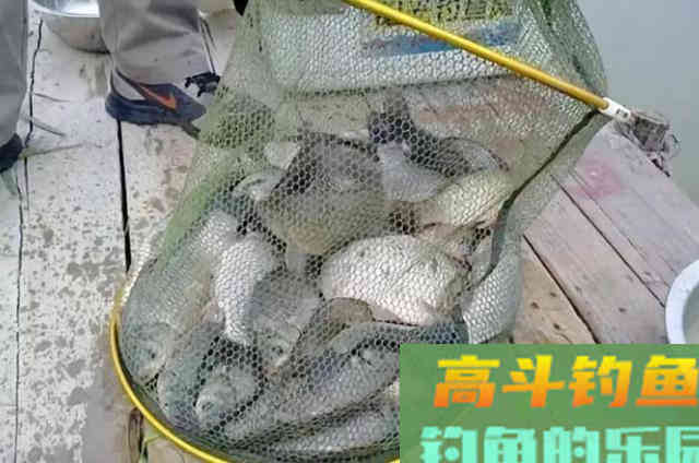 天气变冷后，野钓鲫鱼可以使用的一些诱饵窝料