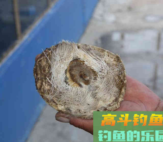 天气转凉麝香大显神威？胡说，明明都是香精的功劳