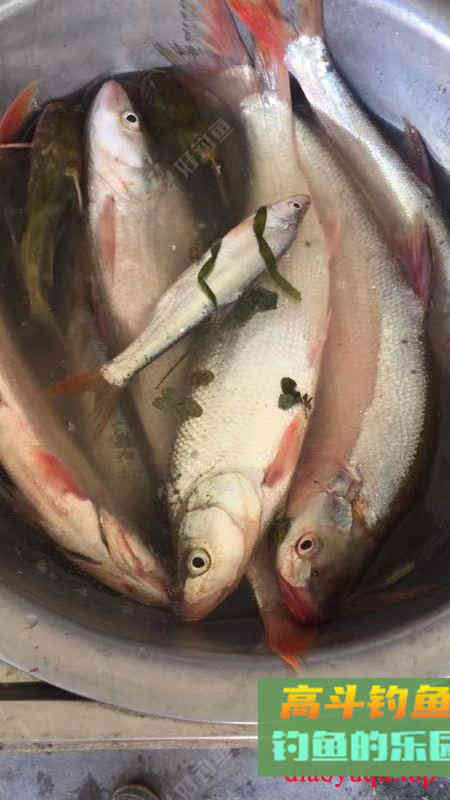 如何开制好一款拉饵？一些个人看法和操作流程